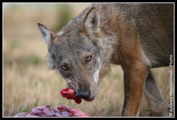 Lupo Appenninico (Canis Lupus)