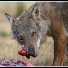 Lupo Appenninico (Canis Lupus)