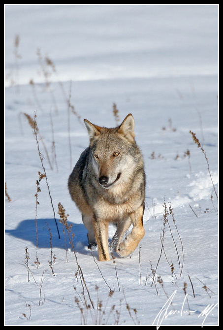 Lupo Appenninico (Canis lupus)