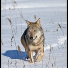 Lupo Appenninico (Canis lupus)