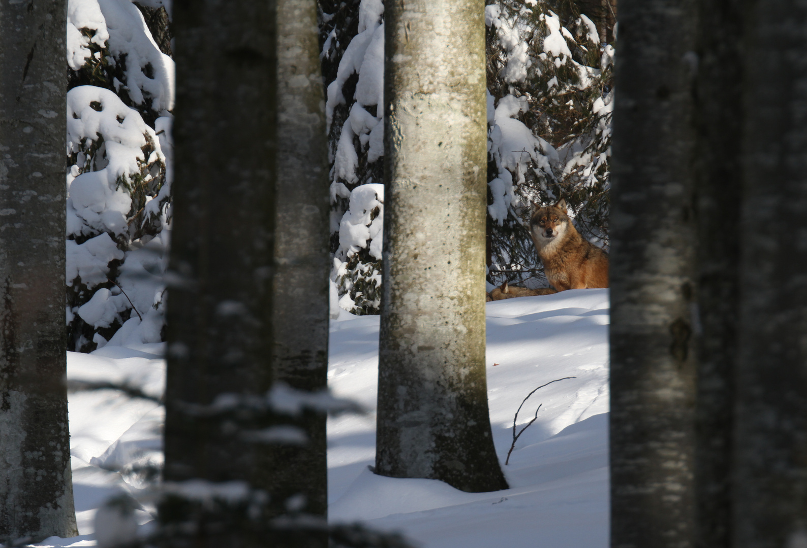 Lupo - Bayerische Wald