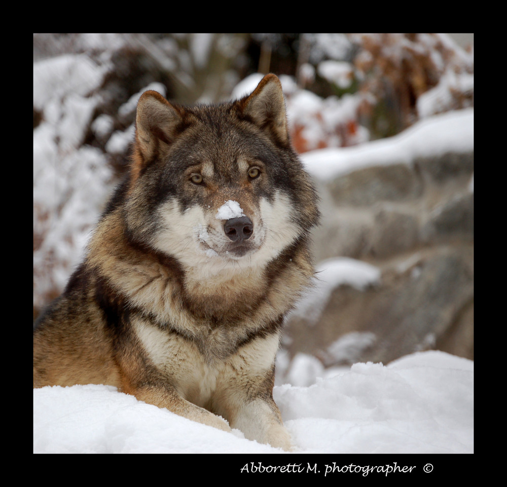 lupo Bayerischer Wald, Germania