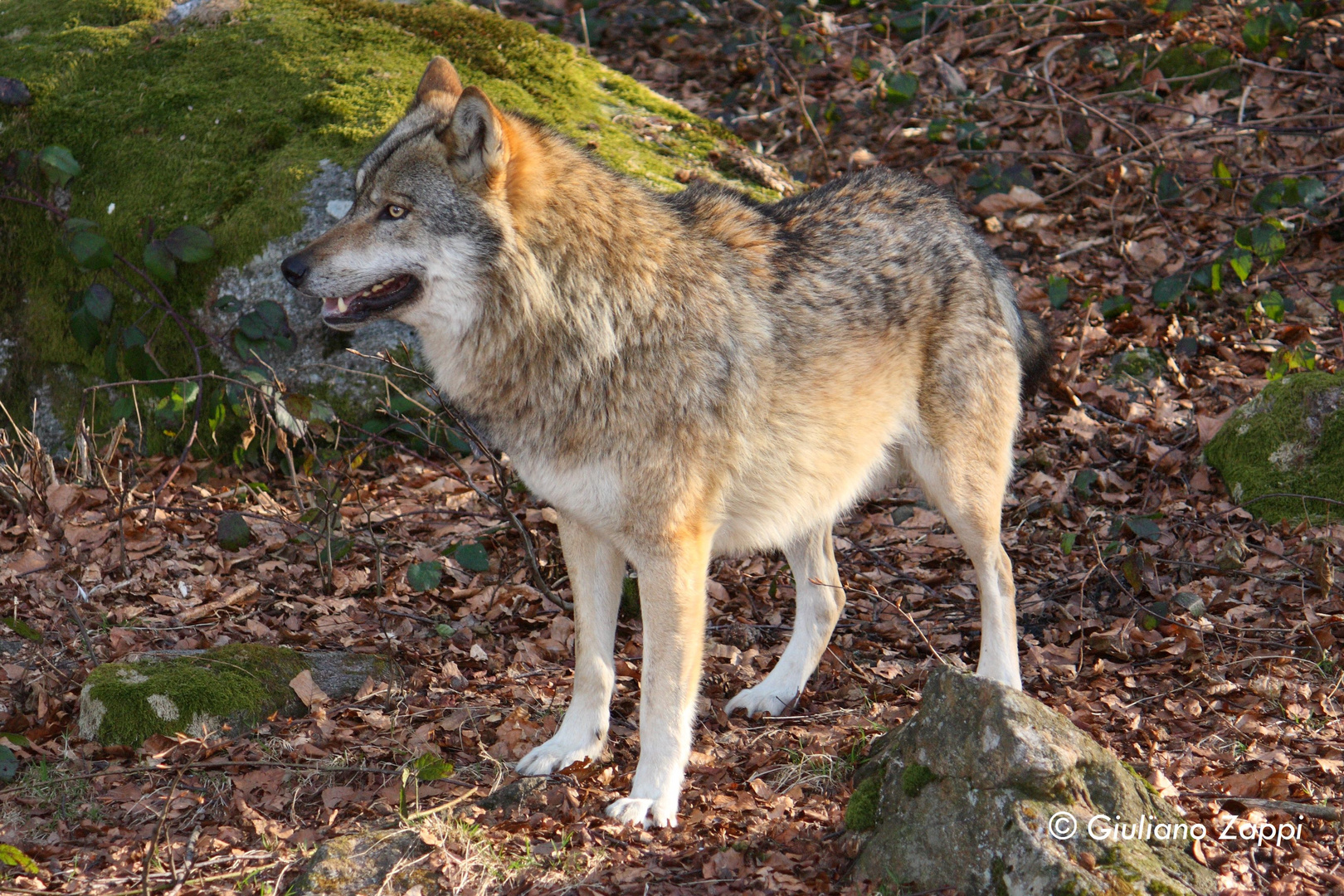 Lupo (Canis lupus)