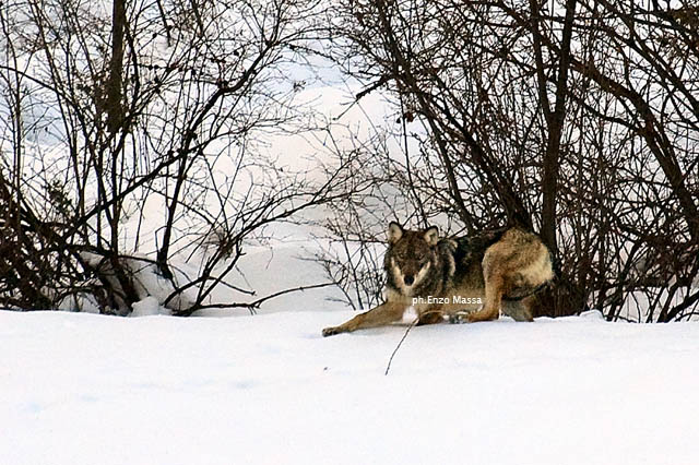 Lupo in natura