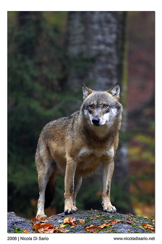 Lupo solitario Foto Immagini animali, mammiferi allo stato libero