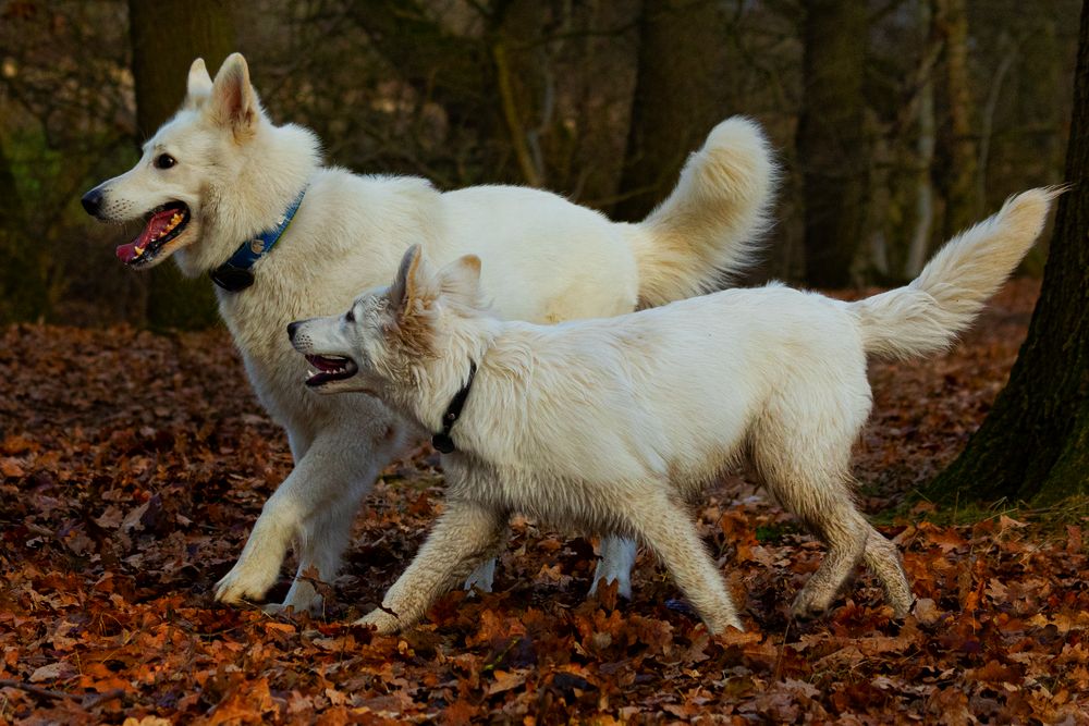 Lupo und Okami