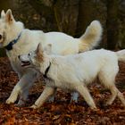 Lupo und Okami