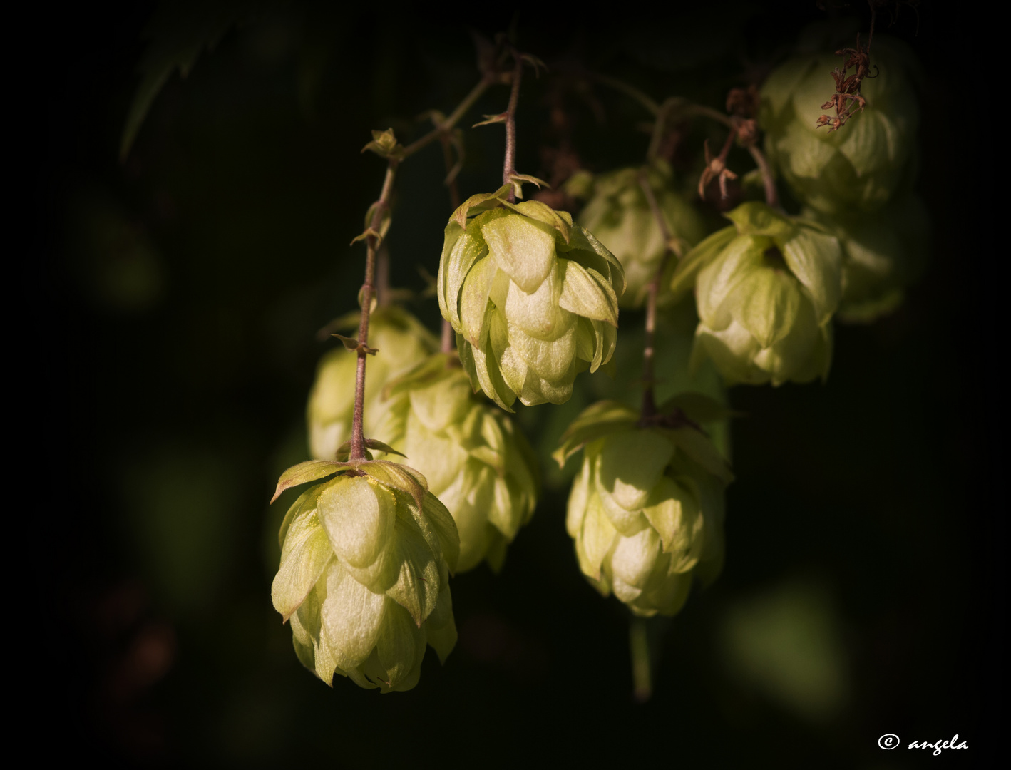 Lúpulo (humulus lupulus)