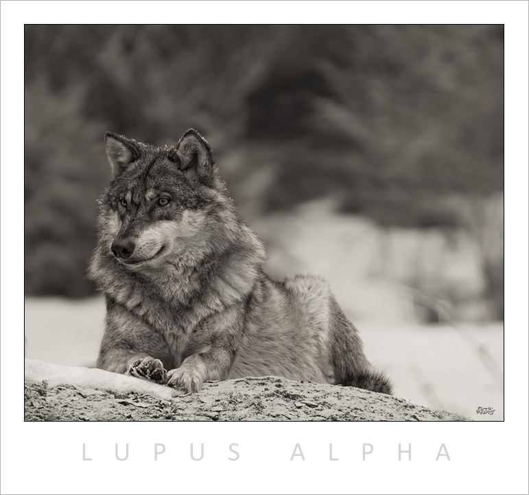 LUPUS ALPHA