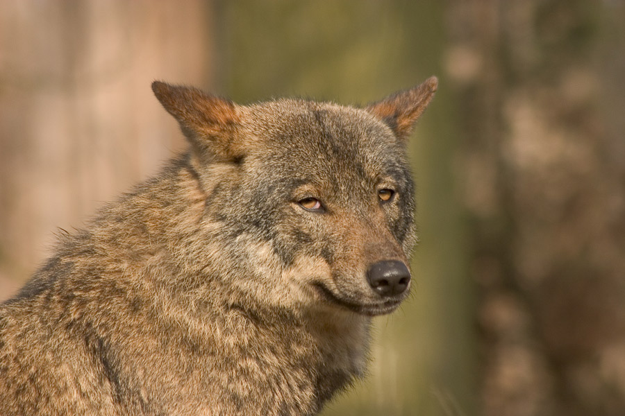 Lupus Ansichten 2