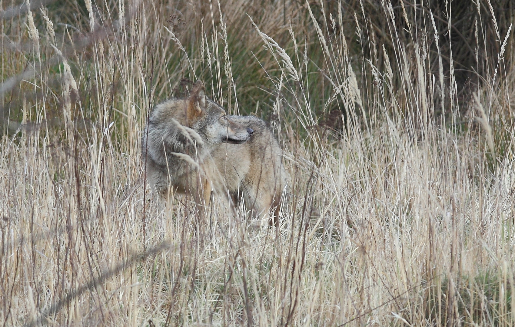 Lupus Foto & Bild tiere, wildlife, säugetiere Bilder auf