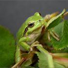 Lurch des Jahres 2008: Hyla arborea