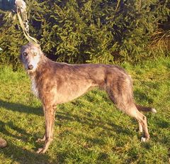 Lurcher