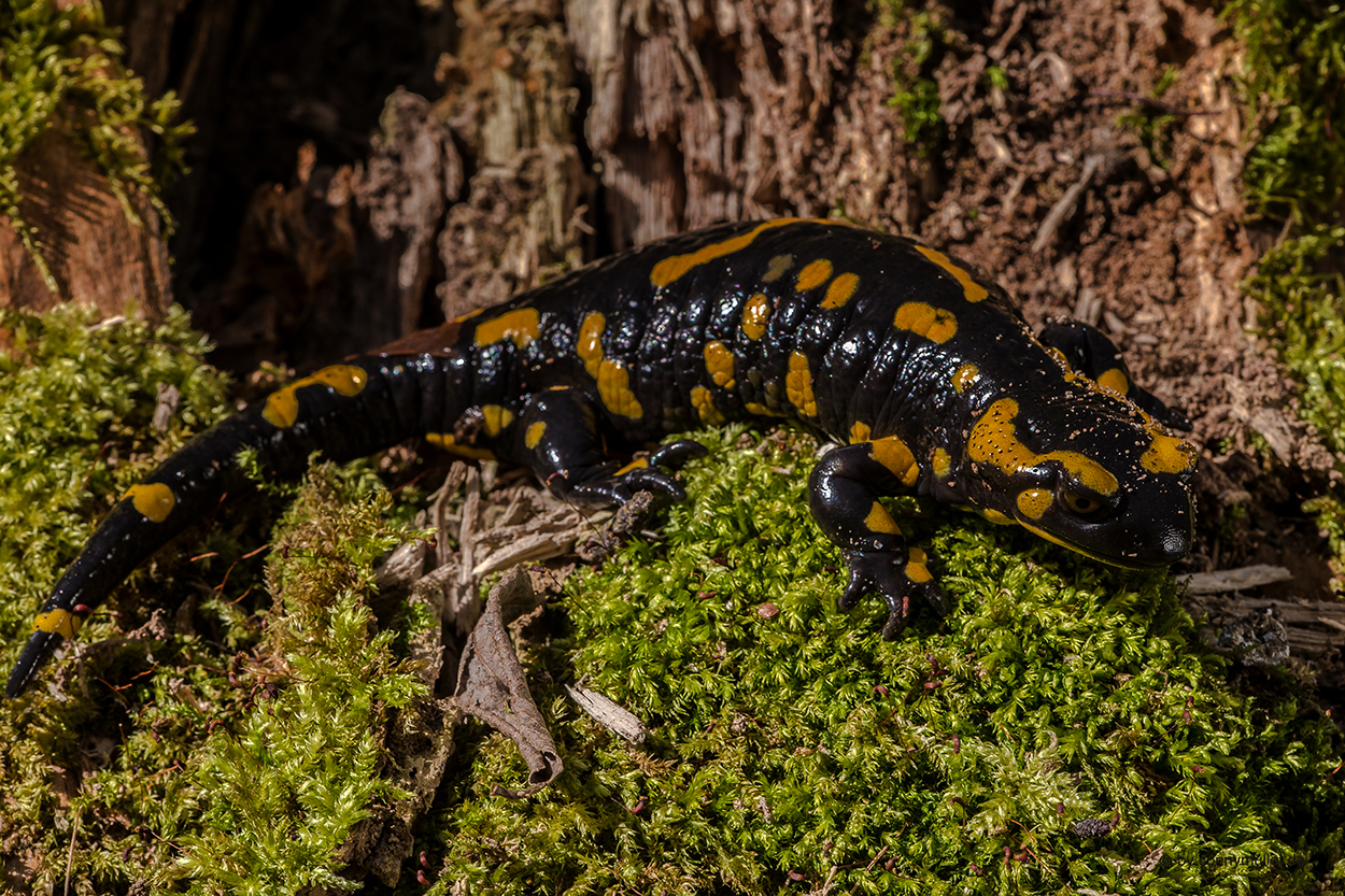 Lurchi Foto & Bild tiere, wildlife, amphibien & reptilien Bilder auf