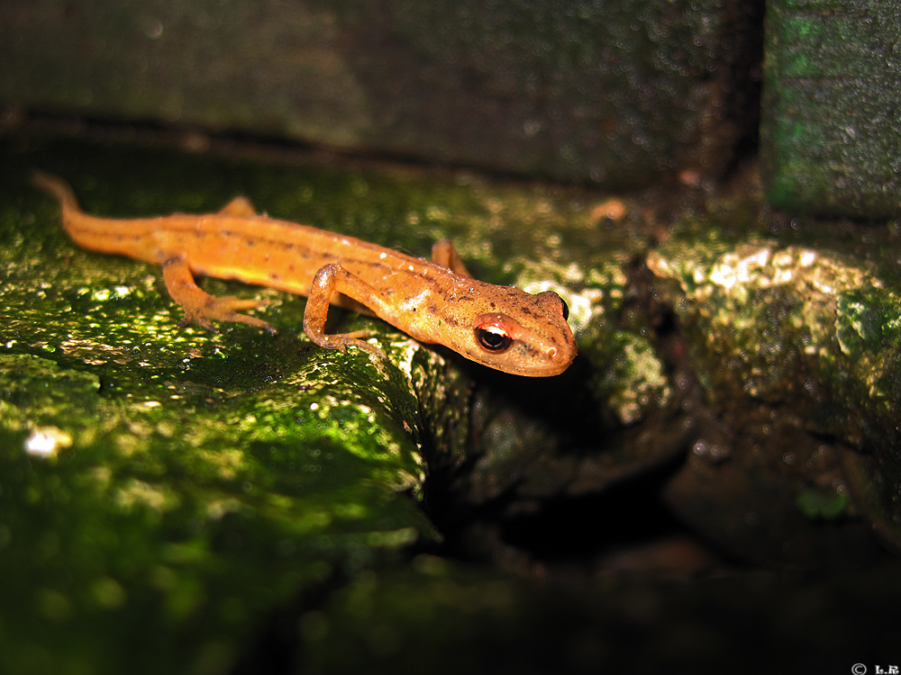 Lurchi Foto & Bild tiere, wildlife, amphibien & reptilien Bilder auf