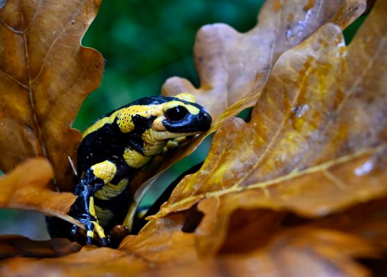 Lurchi im Eichenwald