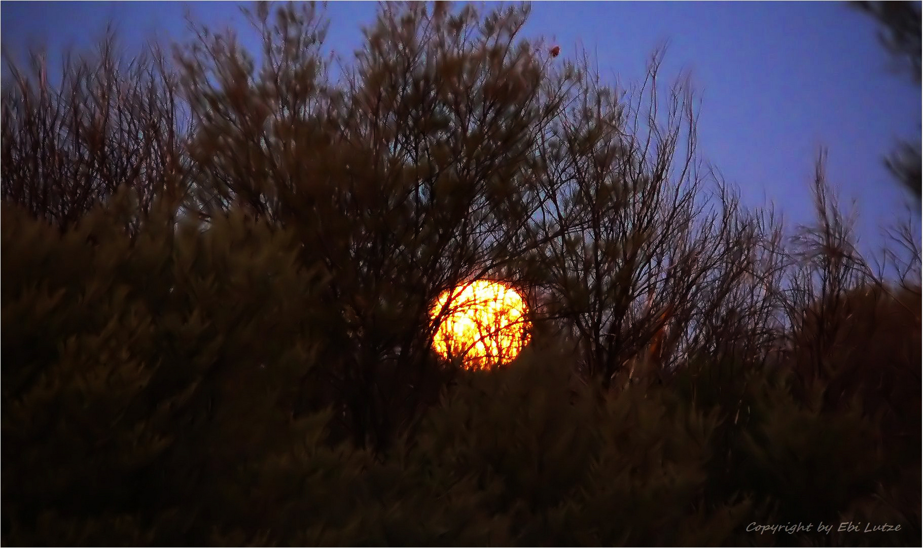 * lurking in the woods / full moon at the tropic of capricorn *      *          _filtered