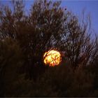 * lurking in the woods / full moon at the tropic of capricorn *      *          _filtered