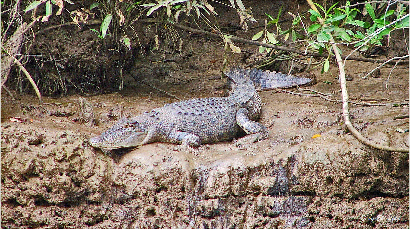 *** Lurking on the Banks of the Daintree River ***