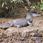 *** Lurking on the Banks of the Daintree River ***