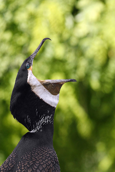 Lurlo del Cormorano