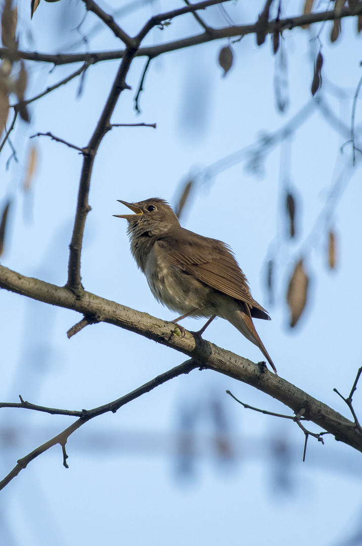 Luscinia luscinia