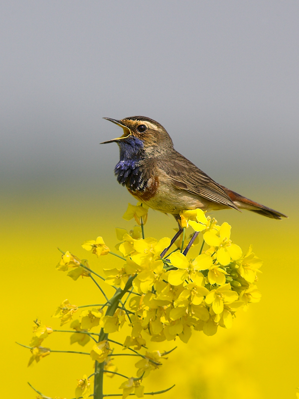 Luscinia svecica...