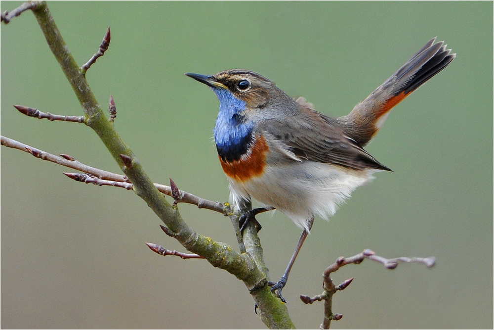 Luscinia svecica - Blaukehlchen