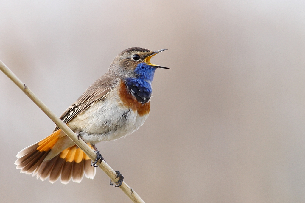 Luscinia svecica - Blaukehlchen - Bluethroat - Blauwborst