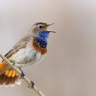 Luscinia svecica - Blaukehlchen - Bluethroat - Blauwborst