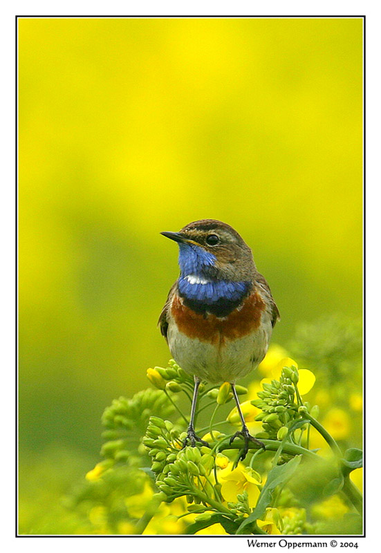 "Luscinia svecica" oder auch...