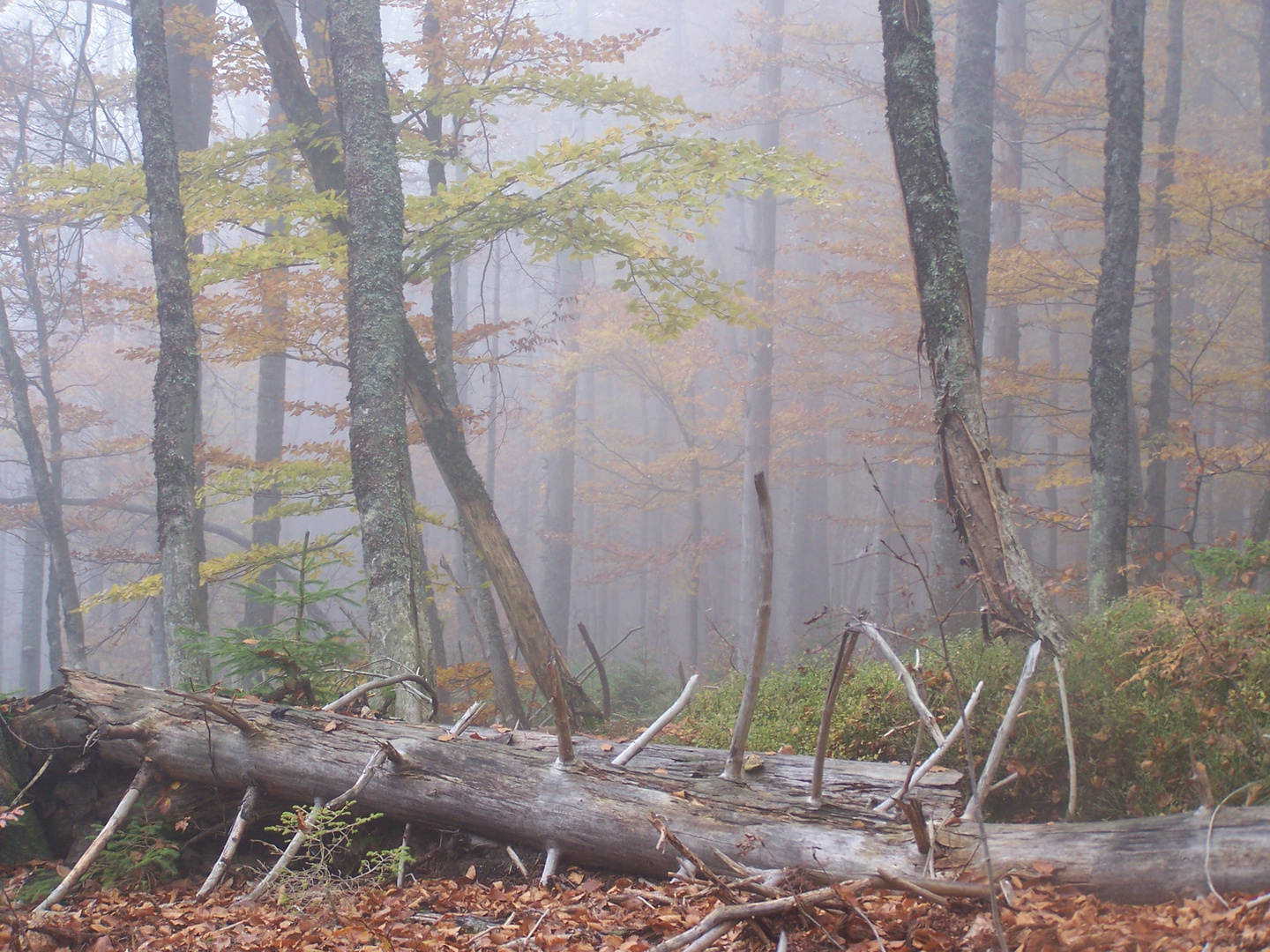 Lusenwanderung