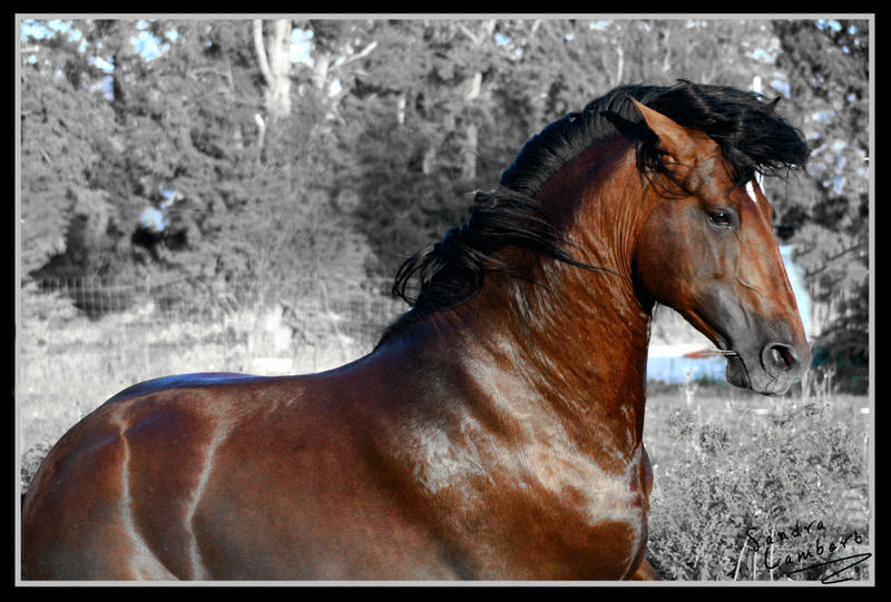 Lusitanian stallion