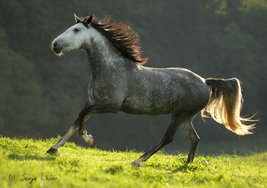 Lusitano Foto & Bild | tiere, haustiere, pferde, esel, maultiere Bilder