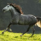 Lusitano