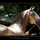 Lusitano