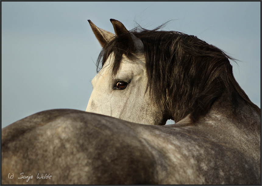 Lusitano