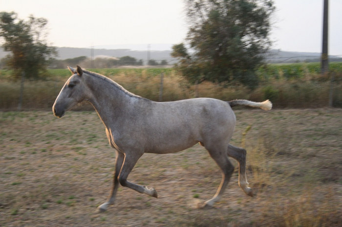 Lusitano