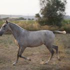 Lusitano