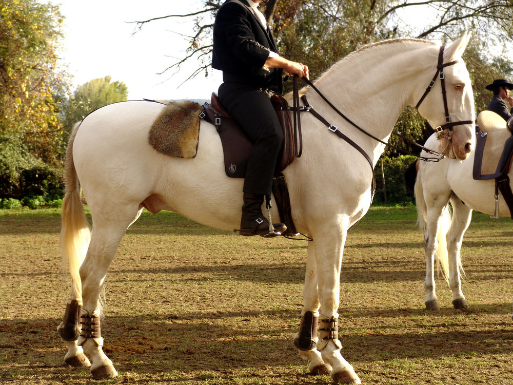 Lusitano albino