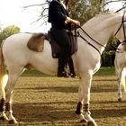 Lusitano albino