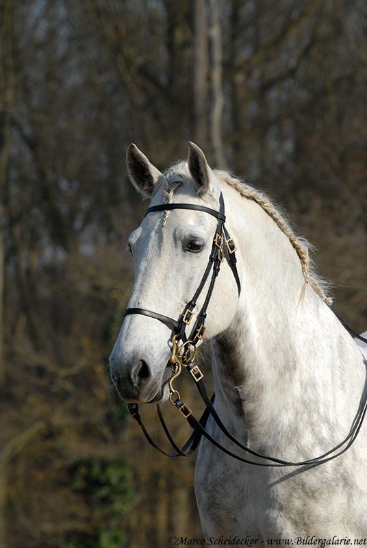 °° Lusitano °°