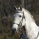 °° Lusitano °°