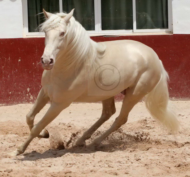 Lusitano