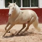 Lusitano