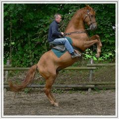 Lusitano "Filho"