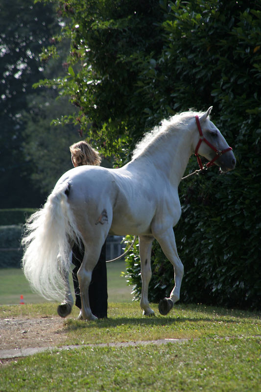 Lusitano Hengst