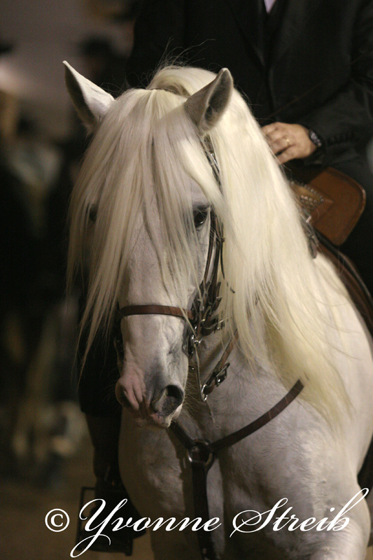 Lusitano Hengst