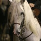 Lusitano Hengst