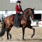 " Lusitano Hengst ", Abreiteplatz "Cheval Passion"